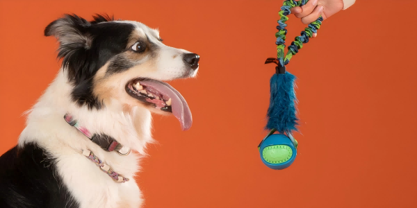pet toy-2