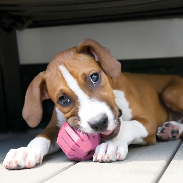 pet toy-3