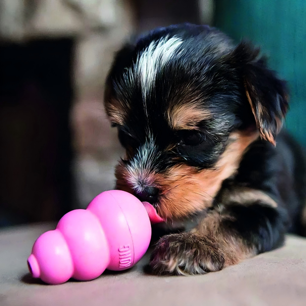 pet toy-3