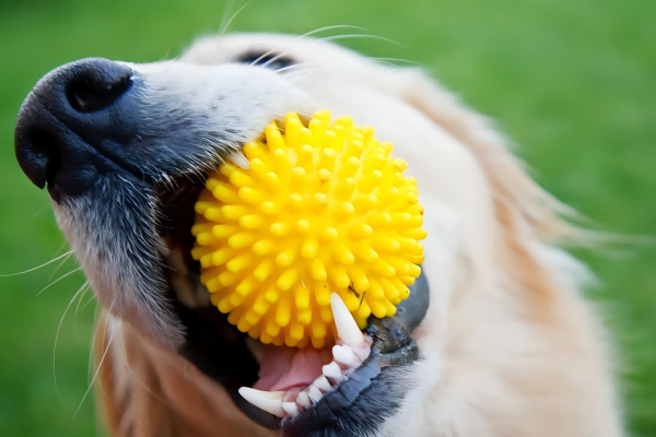 What Are The Best Chew Toys for Pet Mice