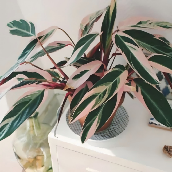 What To Use To Clean Artificial Plants