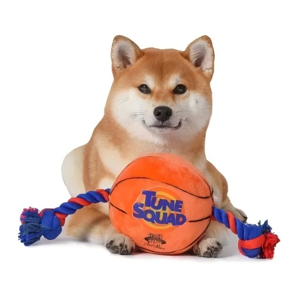 When Pet Found Out Your Secret Toys