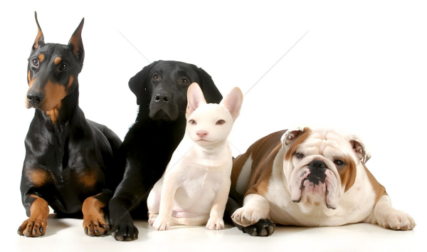 Where To Buy Cheap Pet Toys