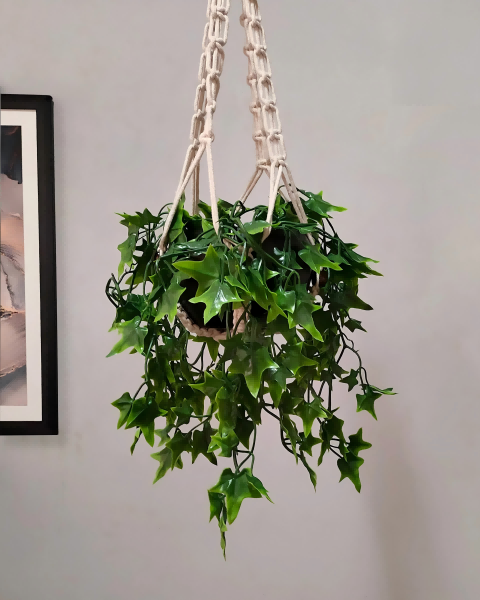Hanging Plants-3