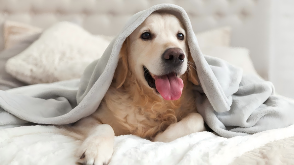 Scented Candles Around pets-3