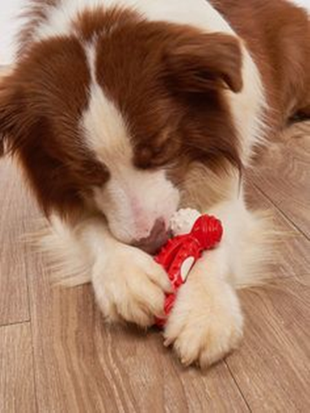 Is It Safe To Buy Dog Toys Made in China?