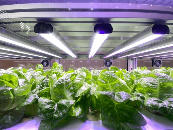 plants do photosynthesis with artificial light-1