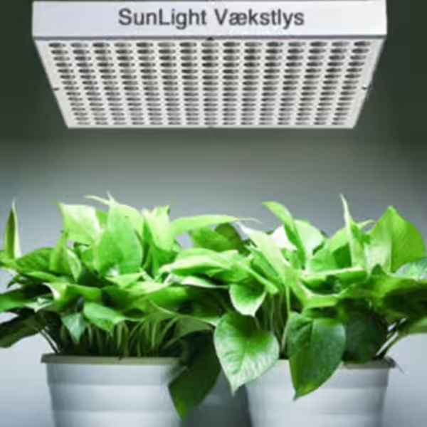 Plants Grow in Artificial Light-4
