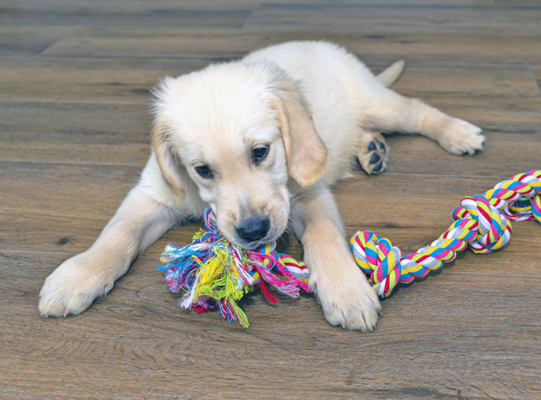Pet Shop Toys