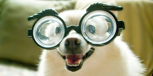 What Colors Can Dogs See?