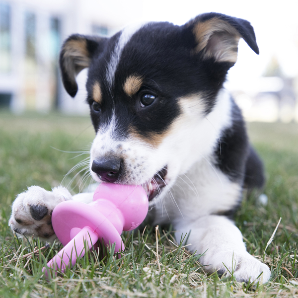 What Do Vets Recommend for Dogs To Chew?