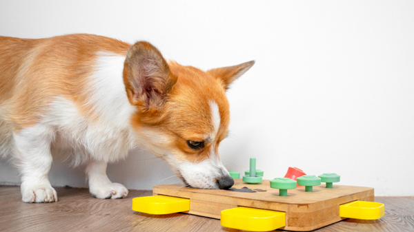 pet toys-3