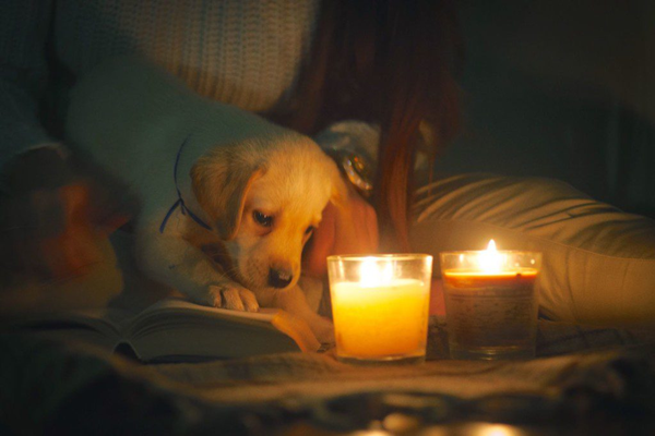Candles Bad for Dogs-4