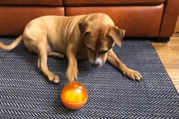 pets' toys-2