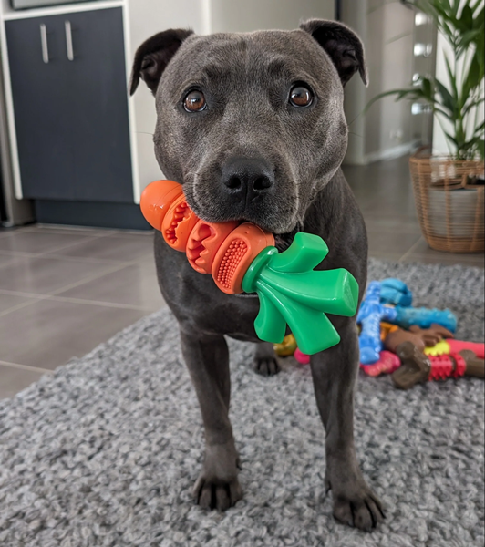 pet toy-4