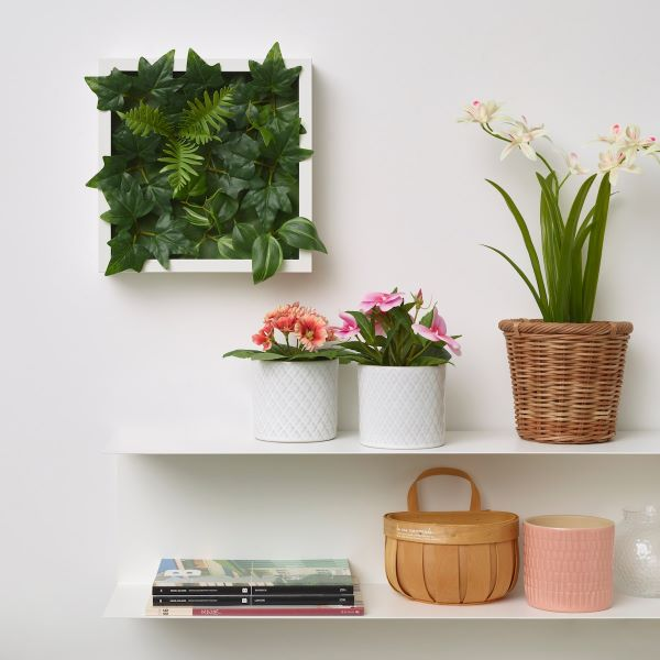 Can Air Plants Grow in Artificial Light