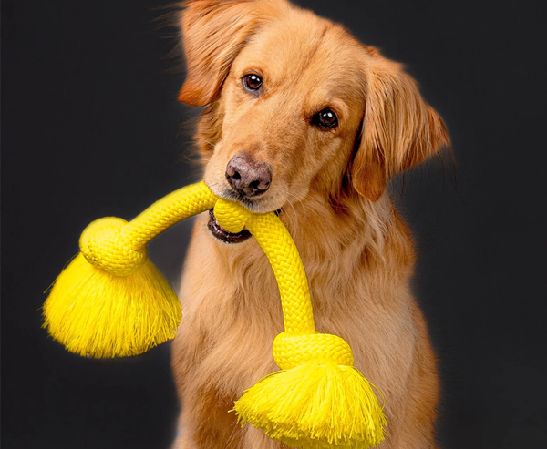 Can A Puppy Use Toys From A Previous Pet