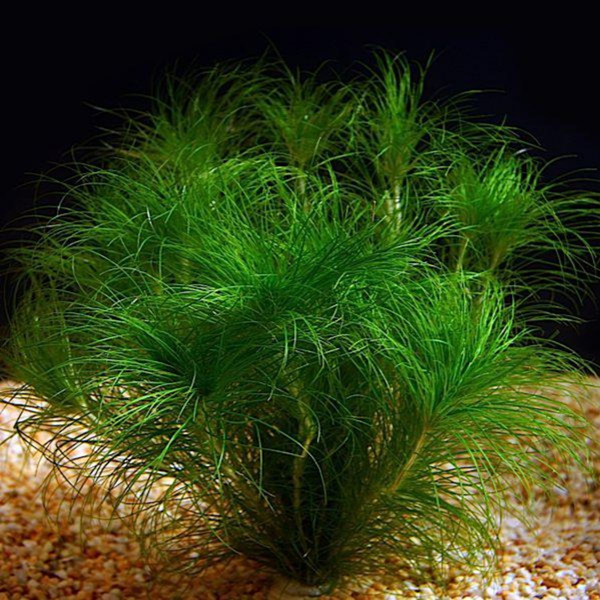 Artificial plants in water-3