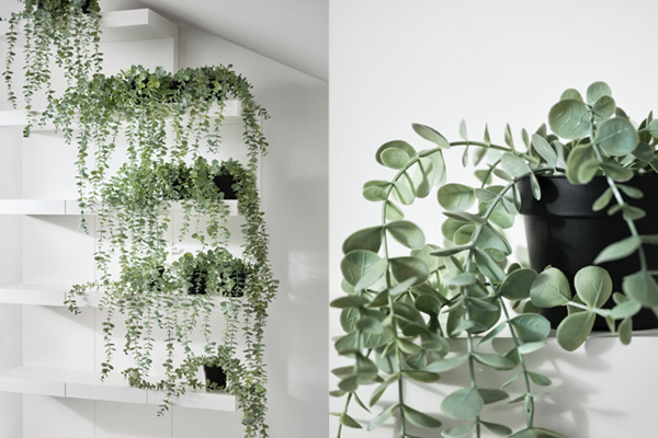 plants pot-2