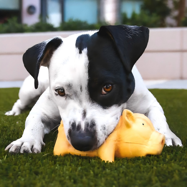 How To Make Pet Toys From Scratch