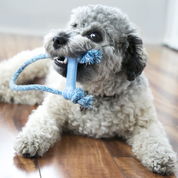 global pet toys-2