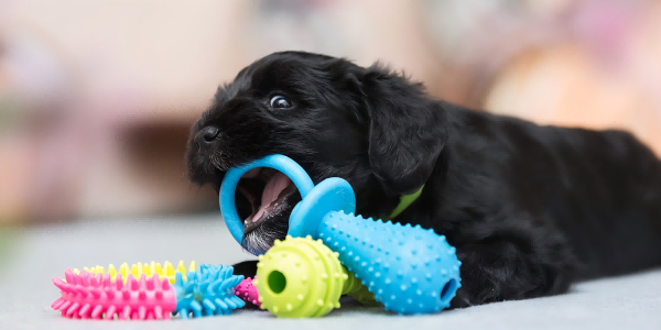 pet toy shop-1
