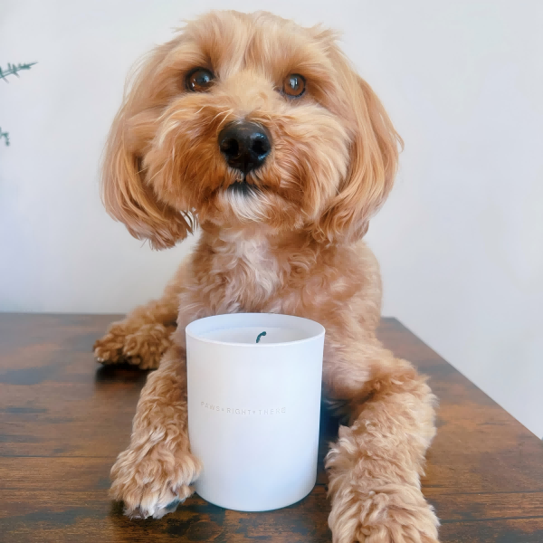 Scented Candles Around pets-4