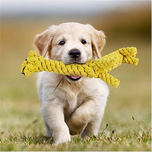 Should You Buy Dog Toys Made in China?