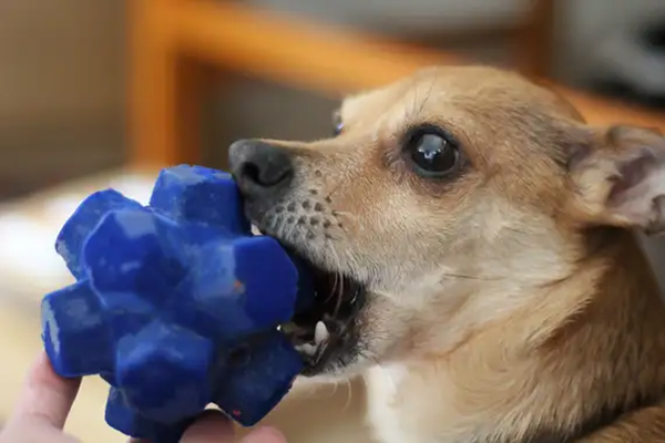 pet toy-2