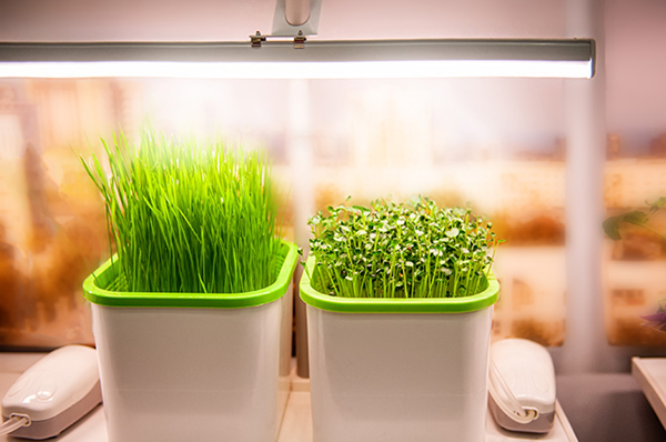 Plants Live Off of Artificial Light-2