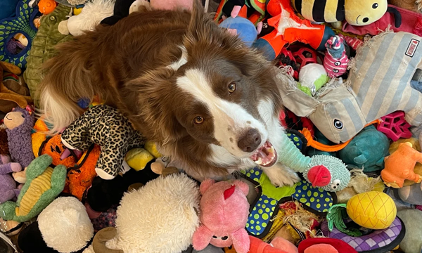 How To Disinfect Pet Toys