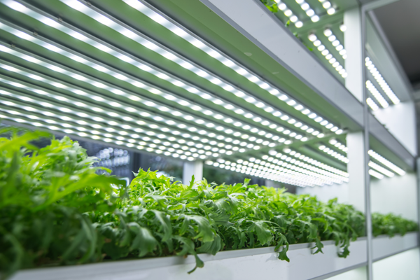 artificial light for plant growth-1
