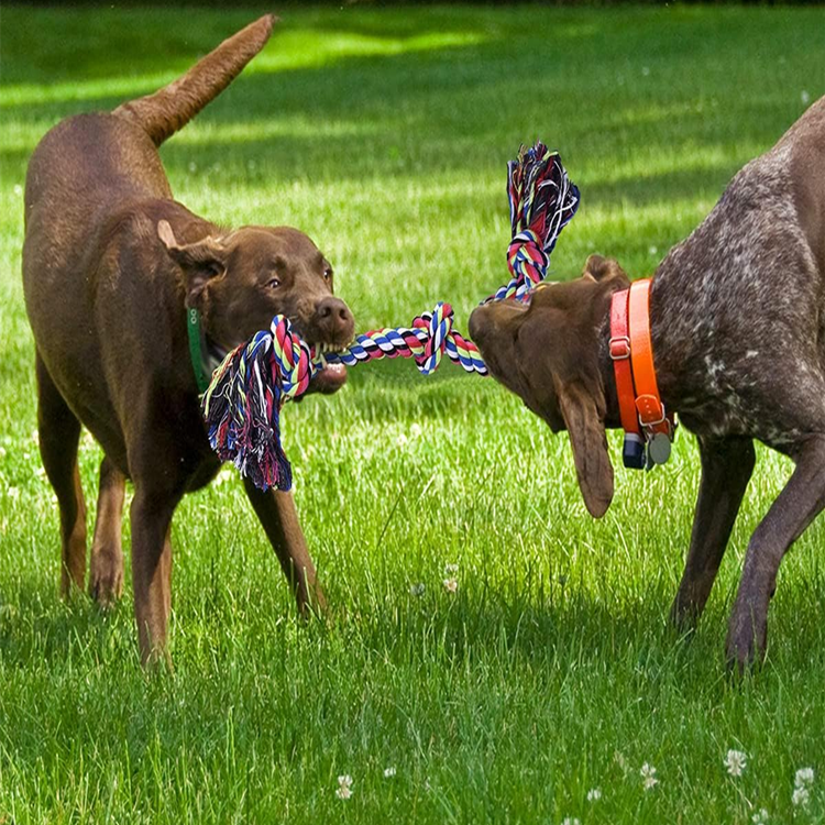 Personalized Dog Leash Toy