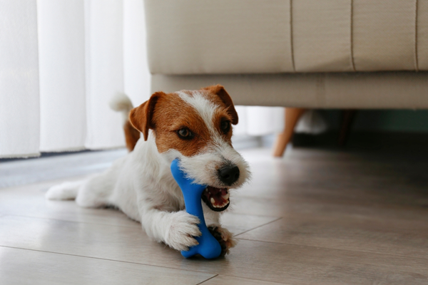 What Is A Pet Chew?