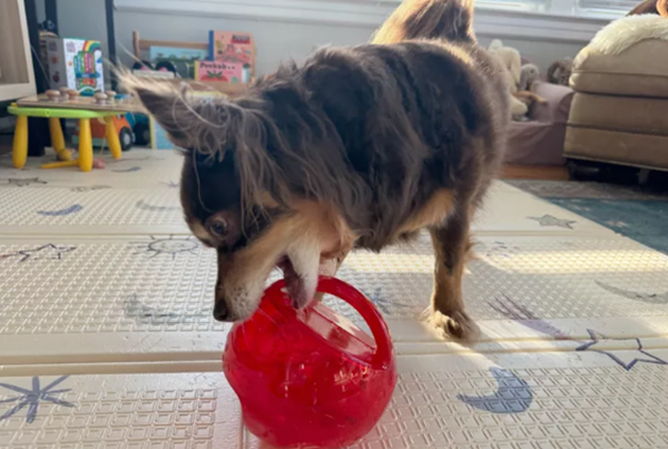 pets' toys-1