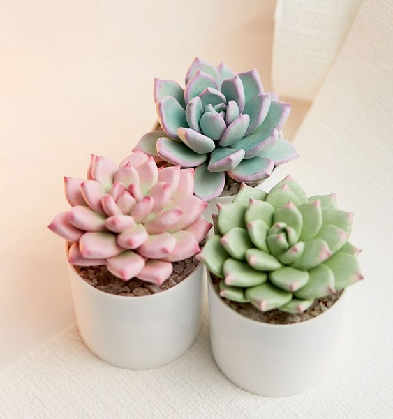 plant pot-1