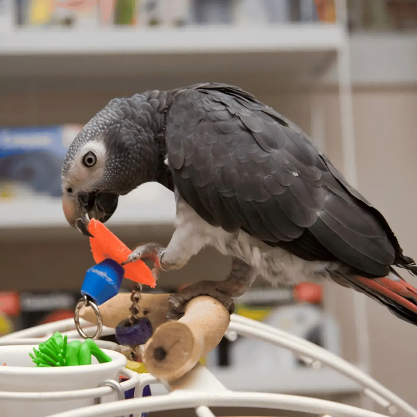 How To Make Pet Bird Toys