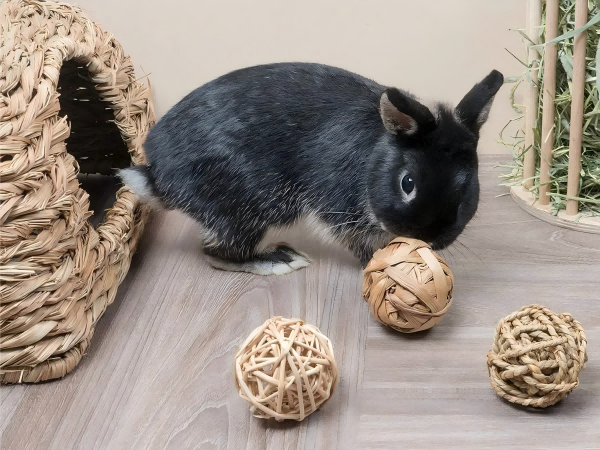 Pet rabbit toys-3