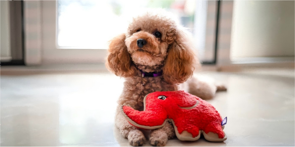 pet toy shop-3