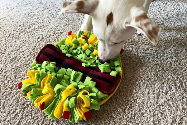 pet toy-4