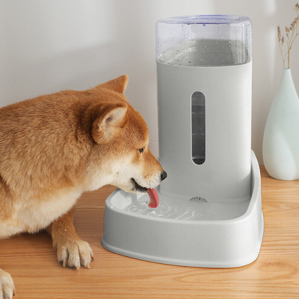 Why Is A Pet Water Dispenser Important?