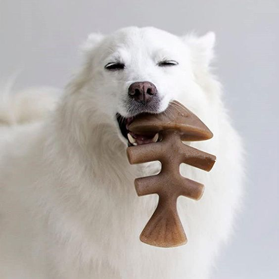 What's The Best Thing To Chew for Your Dog?