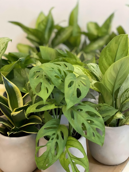 What Type of Artificial Light Is Best for Plants