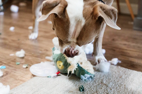 Why Do Dogs Destroy Cuddly Toys?