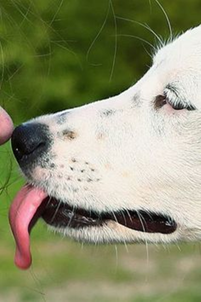 What Does Dog Licking Your Face Mean?