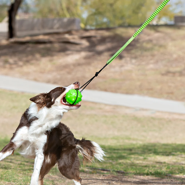 Pet Toys