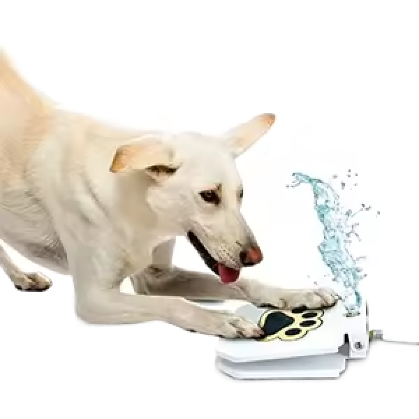 Should Dogs Have Tap Water Or Bottled?