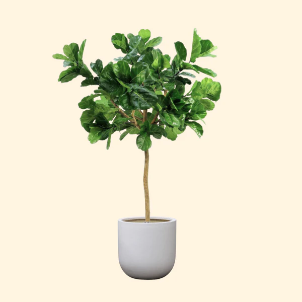 Are Real Or Artificial Trees More Environmentally Friendly?