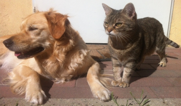 Kill Urine Smell From Pet Toys-3