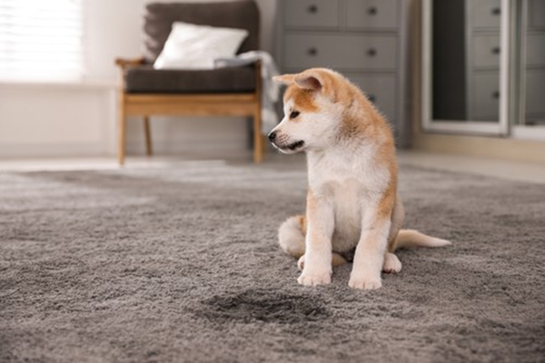 How To Kill Urine Smell From Pet Toys